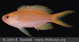 Pseudanthias parvirostris