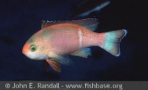 Pseudanthias pictilis