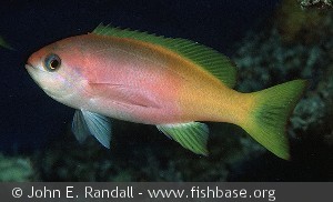 Pseudanthias pictilis