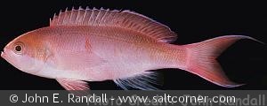 Pseudanthias mooreanus