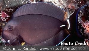 Acanthurus leucocheilus