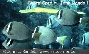 Acanthurus leucopareius