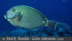 Acanthurus maculiceps