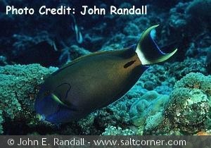 Acanthurus fowleri