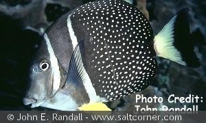 Acanthurus guttatus