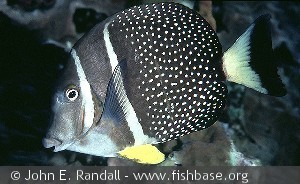 Acanthurus guttatus