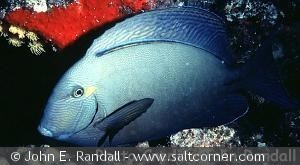 Acanthurus blochii