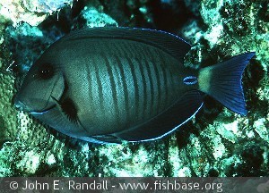 Acanthurus chirurgus