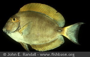 Acanthurus dussumieri