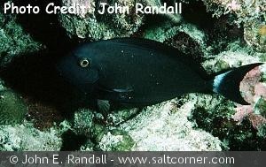 Acanthurus albipectoralis