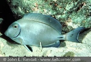 Acanthurus bahianus