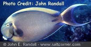 Acanthurus bariene