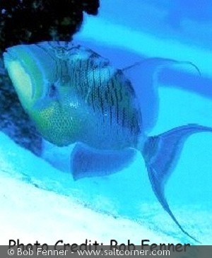 Balistes vetula