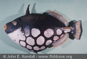 Balistoides conspicillum