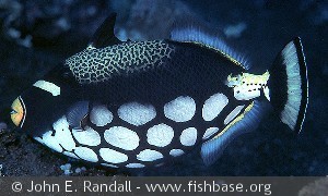 Balistoides conspicillum
