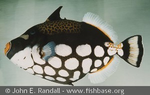 Balistoides conspicillum