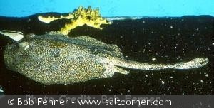 Urolophus jamaicensis
