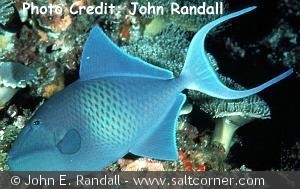 Odonus niger