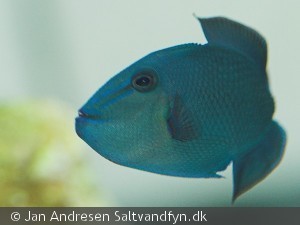 Odonus niger ungfisk