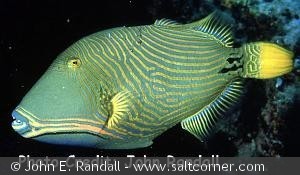 Balistapus undulatus