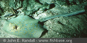 Taeniura lymma