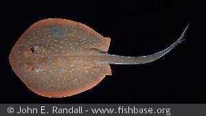 Taeniura lymma