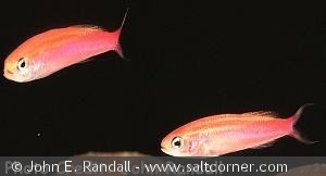 Luzonichthys taeniatus