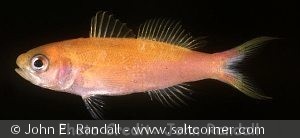 Luzonichthys earlei