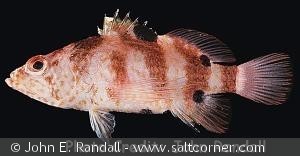 Plectranthias fourmanoiri