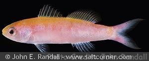 Luzonichthys whitleyi