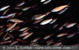 Luzonichthys waitei