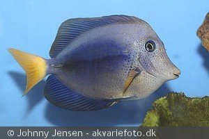 Zebrasoma xanthurum