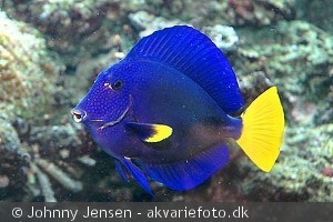 Zebrasoma xanthurum