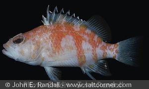 Plectranthias helenae