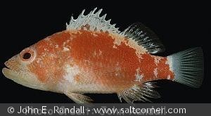 Plectranthias gardineri