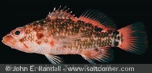 Plectranthias nanus