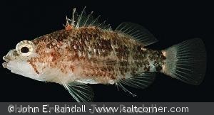 Plectranthias longimanus