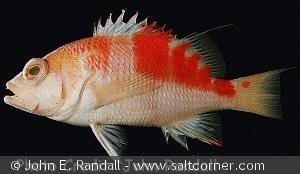 Plectranthias kelloggi