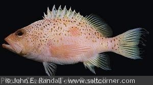 Plectranthias yamakawai