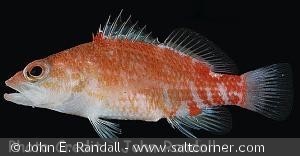 Plectranthias winniensis