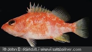 Plectranthias wheeleri