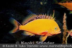 Holanthias fuscipinnis - Hawaii