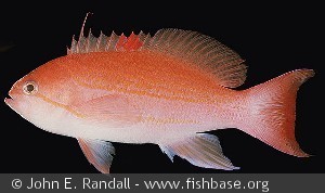 Pseudanthias luzonensis - Indonesien