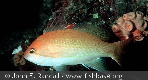 Pseudanthias luzonensis - Indonesien