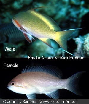 Pseudanthias hutchi