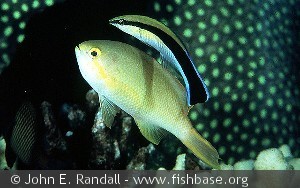 Pseudanthias hutchi - Indonesien