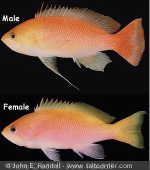 Pseudanthias heemstrai