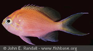 Serranocirrhitus latus - Ny Caledonien