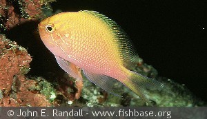 Serranocirrhitus latus - Palau