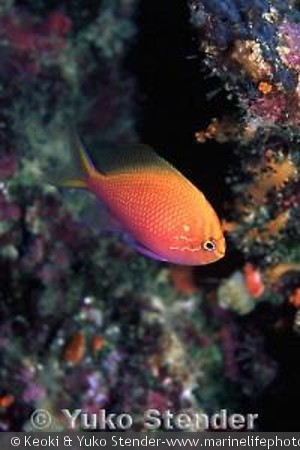 Serranocirrhitus latus